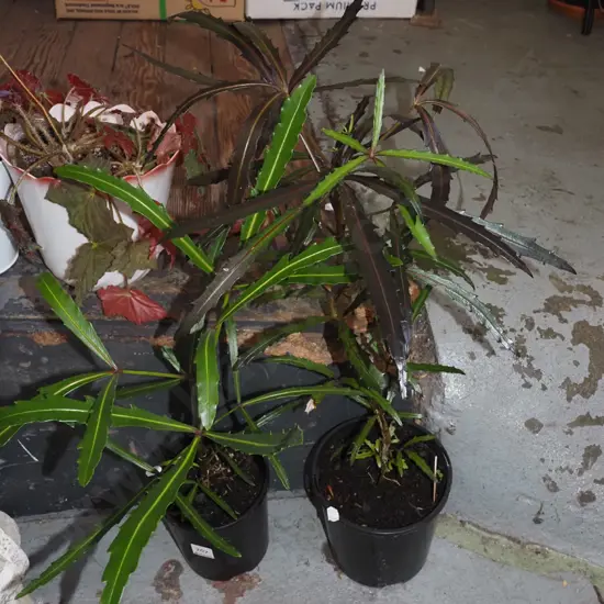 2x potted lancewoods