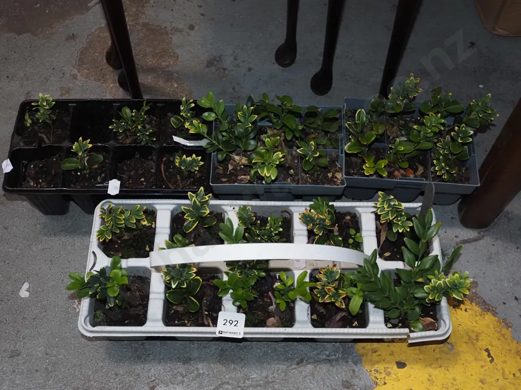 4x trays of various seedlings Image 1++