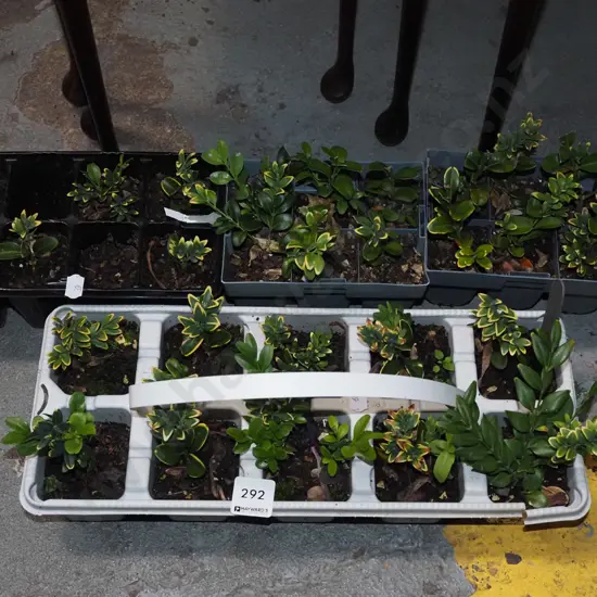 4x trays of various seedlings