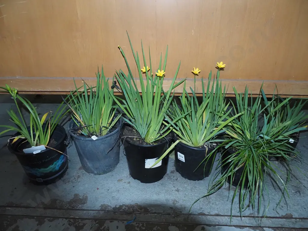 6x potted yellow eyed grasses Image 1++