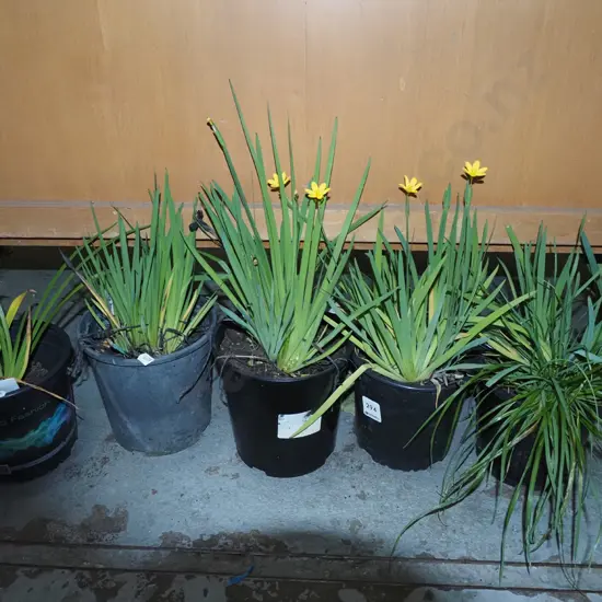 6x potted yellow eyed grasses