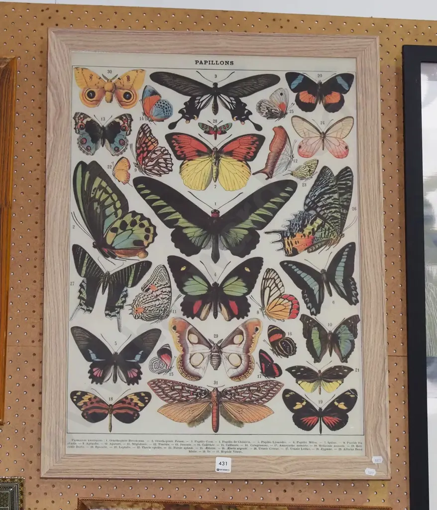 framed butterflies poster print Image 1++