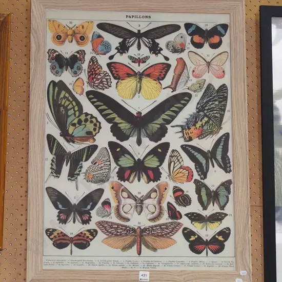 framed butterflies poster print
