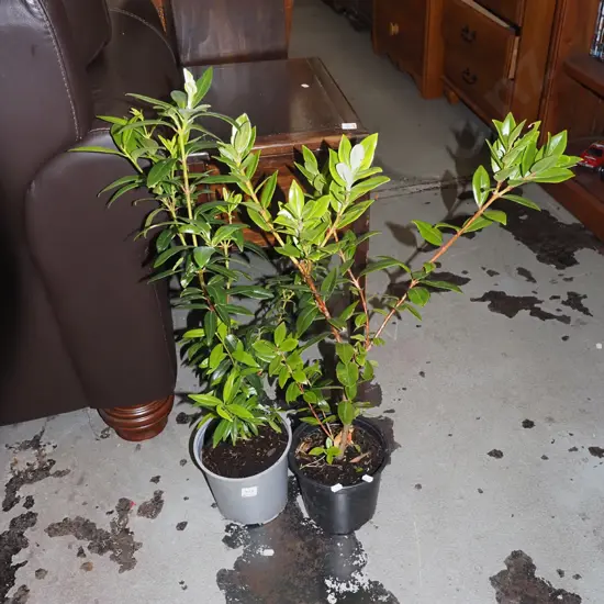 2x potted pohutukawa