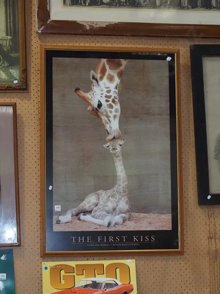 framed poster print - giraffes Image 1++