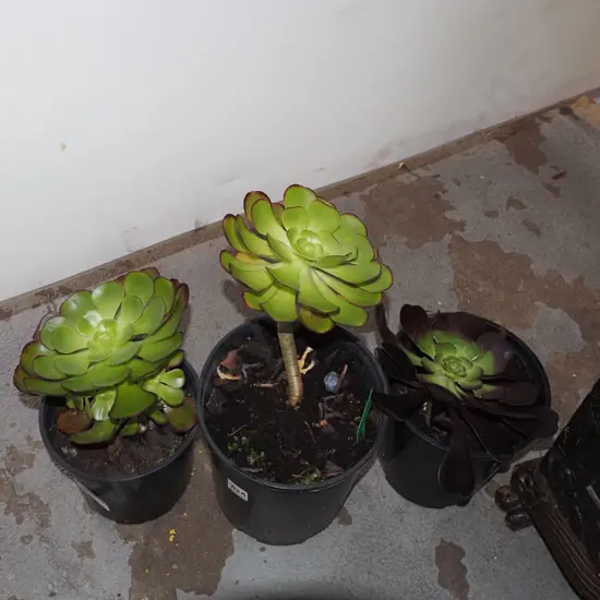 3 potted succulents