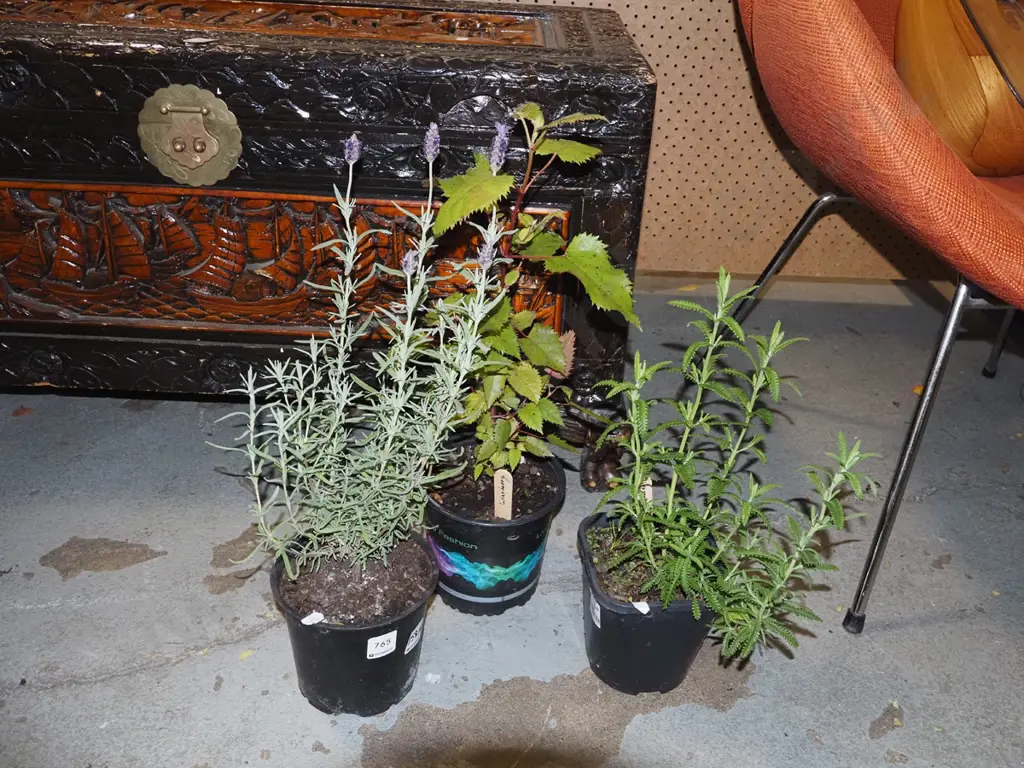 2x potted lavender, potted wine berry Image 1++