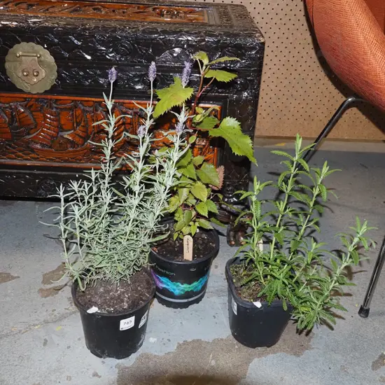 2x potted lavender, potted wine berry