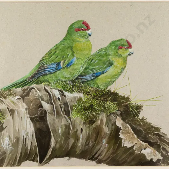 Derek Onley -- framed gouache on paper, two red-crowned kākāriki on mossy branch, H-320 W-410