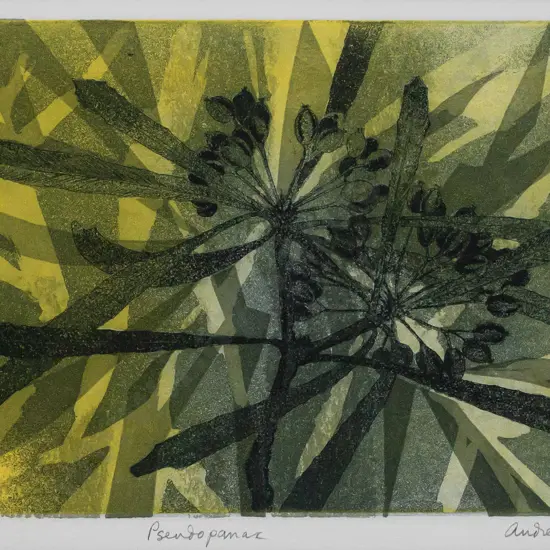 Audrey Bascand -- framed etching & aquatint on paper "Pseudopanax" ed. 9/20 H-190 W-275