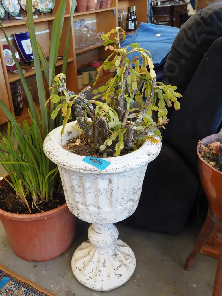 succulent in concrete urn Urn H635 Image 1++