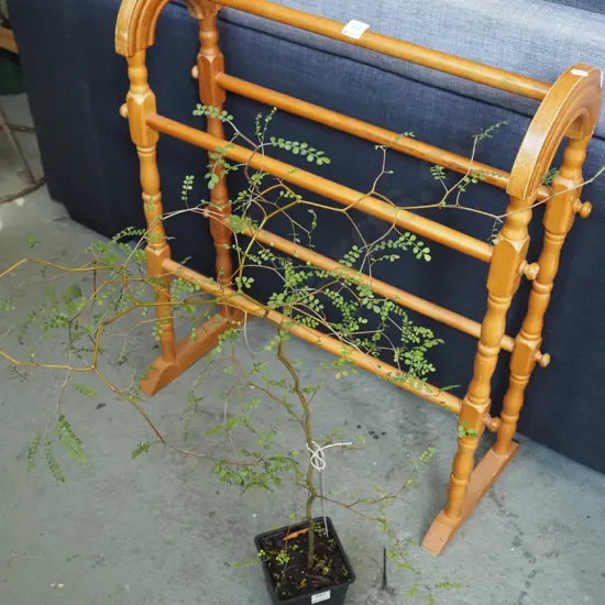 potted kowhai