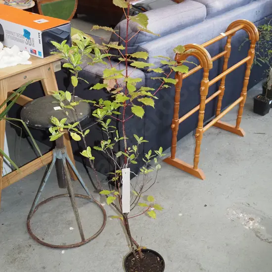 potted wineberry