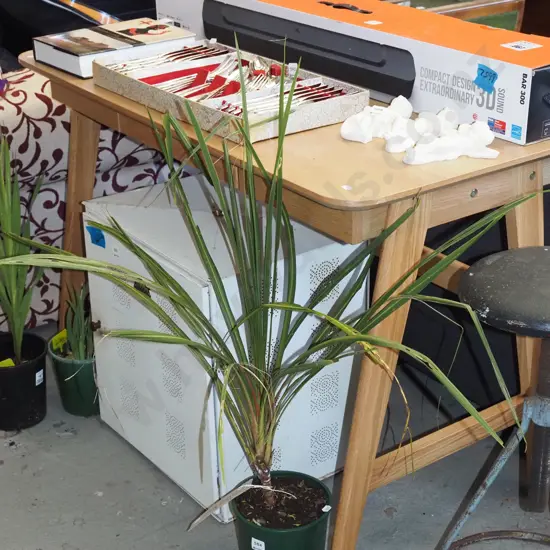 potted cabbage tree