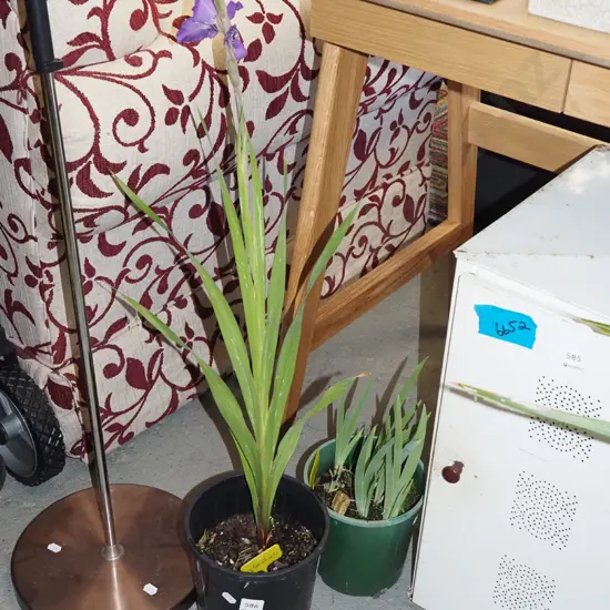 2x potted gladioli
