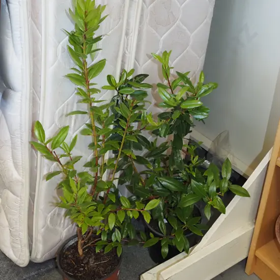 2x potted pohutukawa