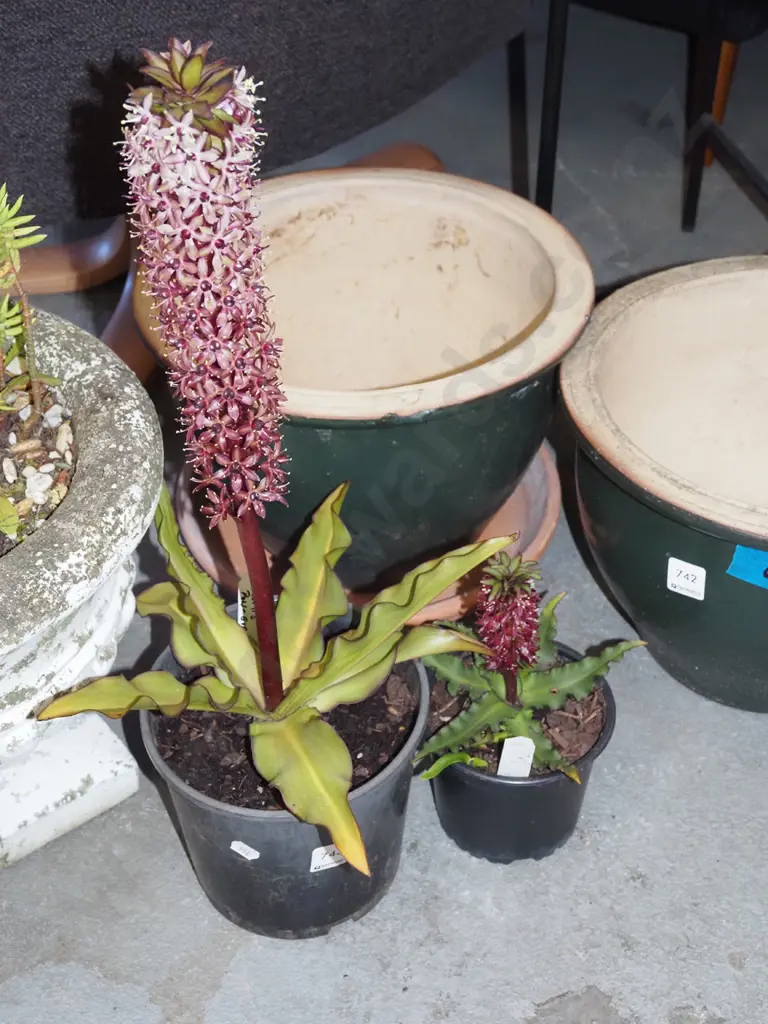 2x potted pineapple lillies Image 1++