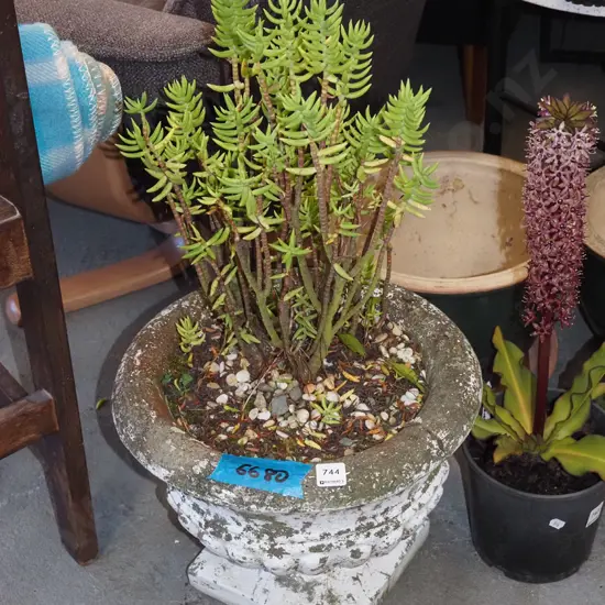 succulent in garden urn H300