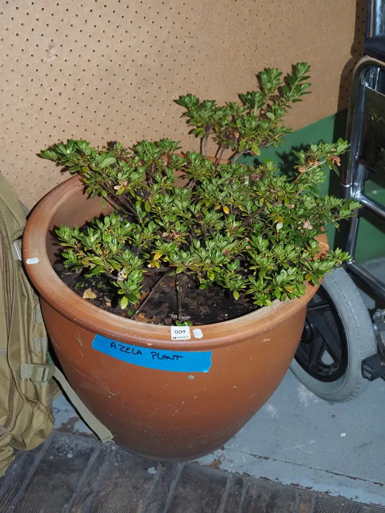 azalea in terracotta planter Plant H420 Image 1++