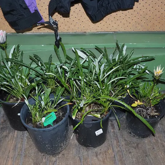 6x potted gazanias