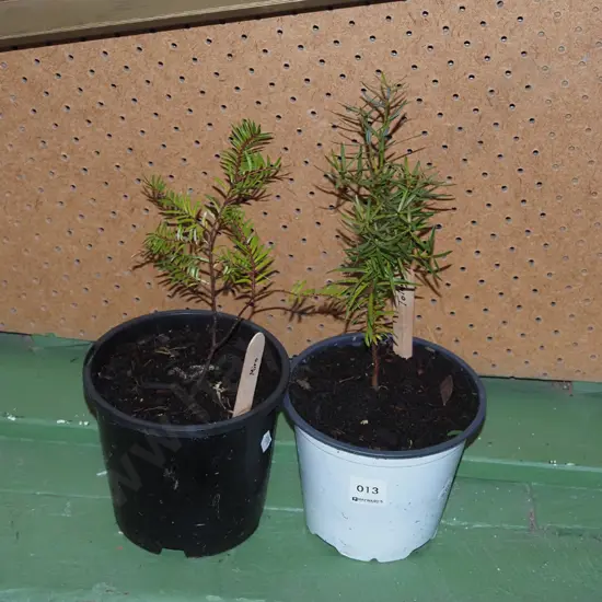 2x potted miro