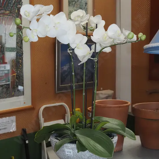 faux plastic orchids H550