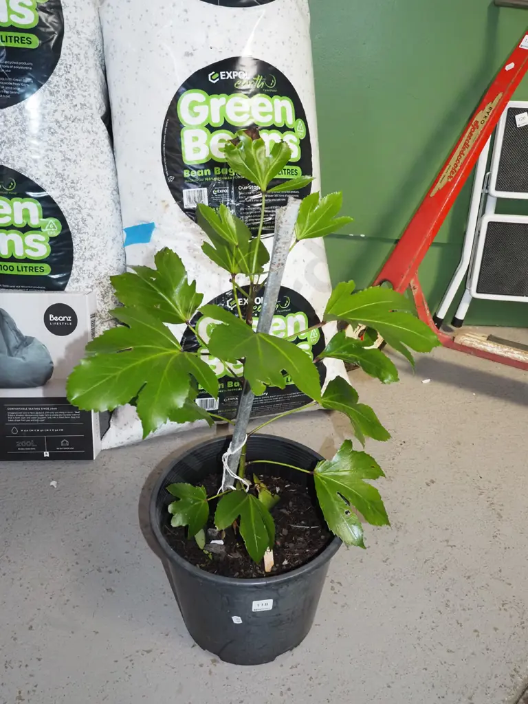 potted japonica Image 1++