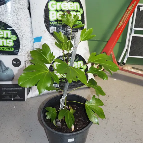 potted japonica