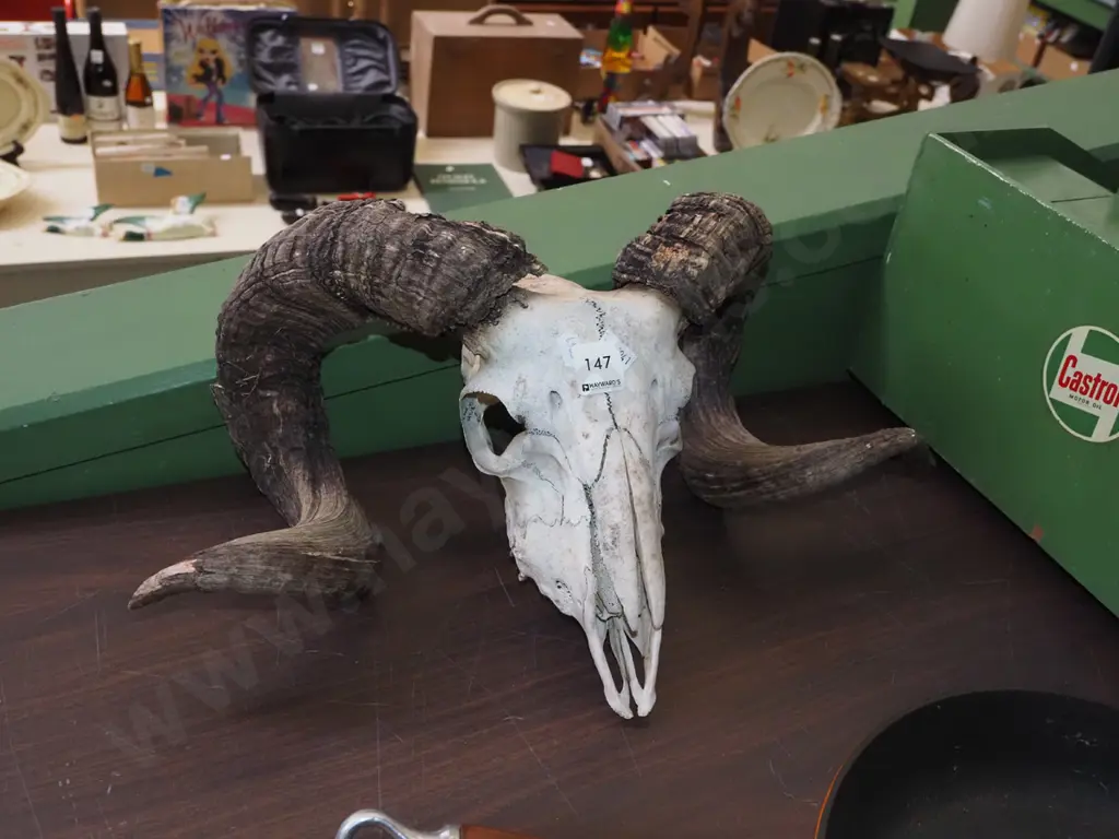 goat skull and horns Image 1++