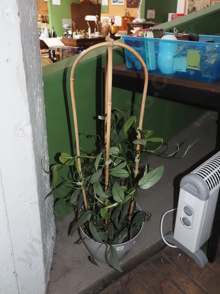 potted indoor plant; epipreneum pinna - cebu blue Image 1++
