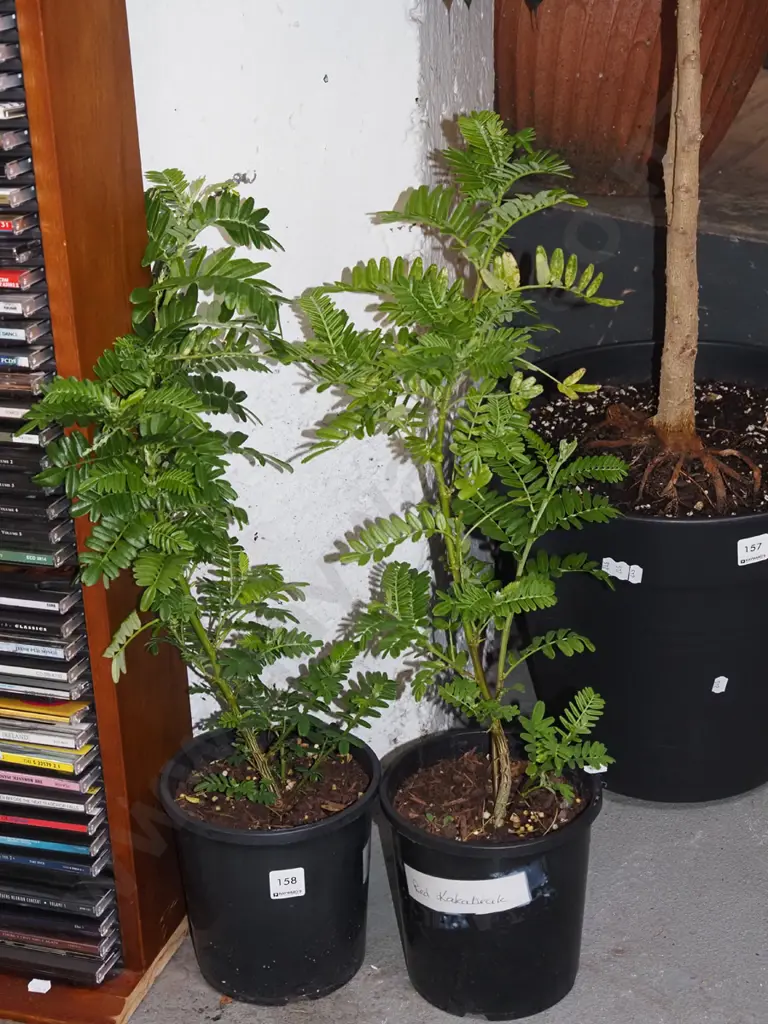2x potted red kaka beaks Image 1++