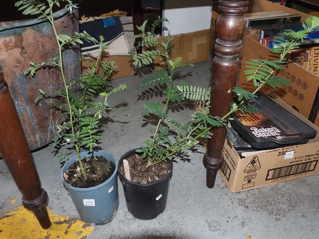 2x potted kakas beaks Image 1++