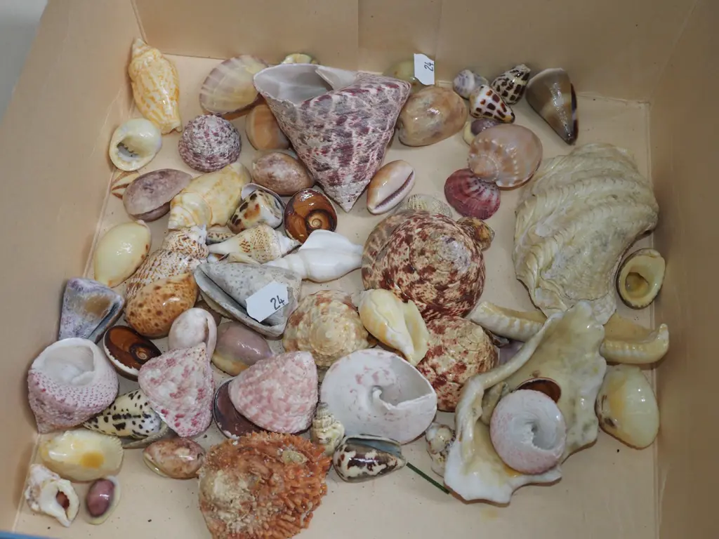 box of seashells Image 1++