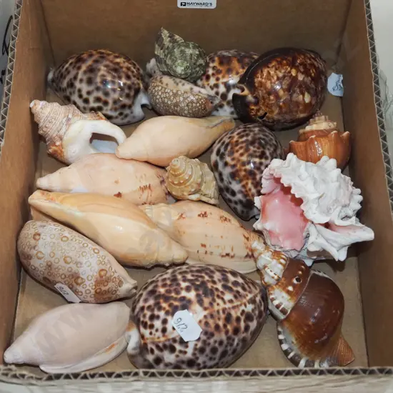box of seashells