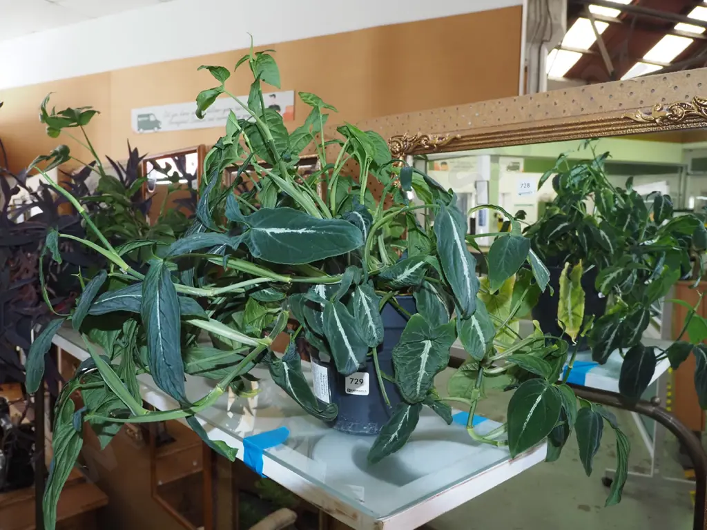 potted indoor plant - syngonium wendlandii - black velvet H360 Image 1++