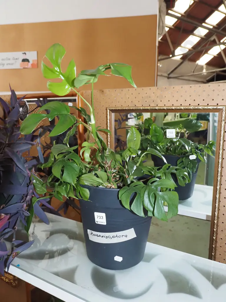 potted indoor plant - rhaphidophora H400 Image 1++