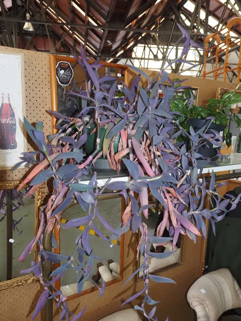 potted indoor plant - purple heart tradescantia pallida Image 1++