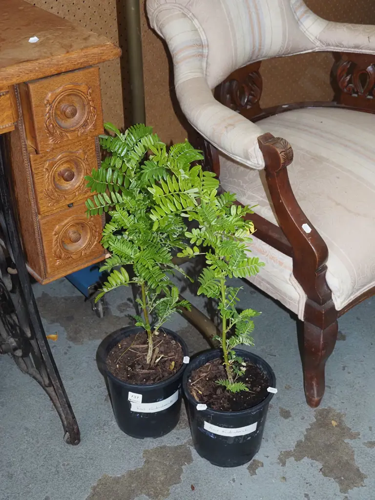 2x potted red kaka beaks Image 1++
