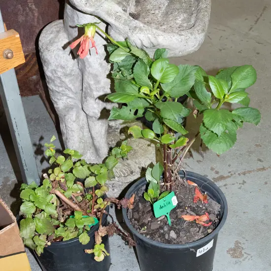 potted dahlia, potted monkey musk