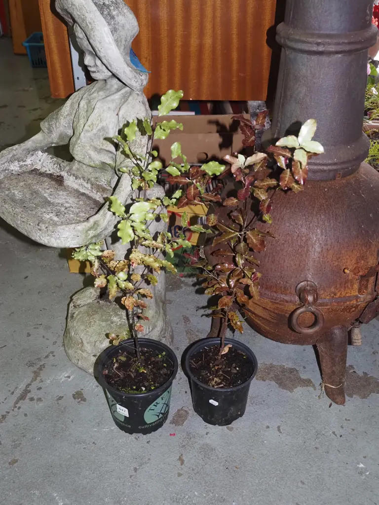 2x potted koro Image 1++