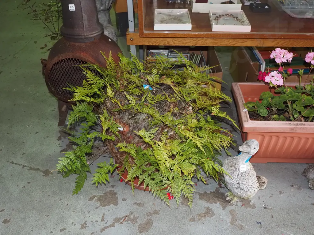 potted fern in plastic planter Image 1++