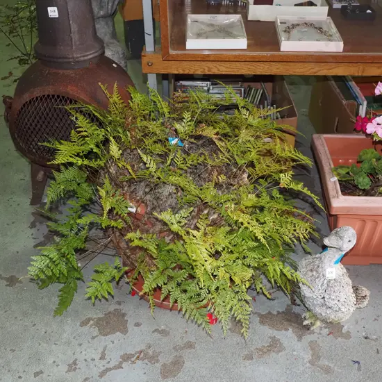 potted fern in plastic planter