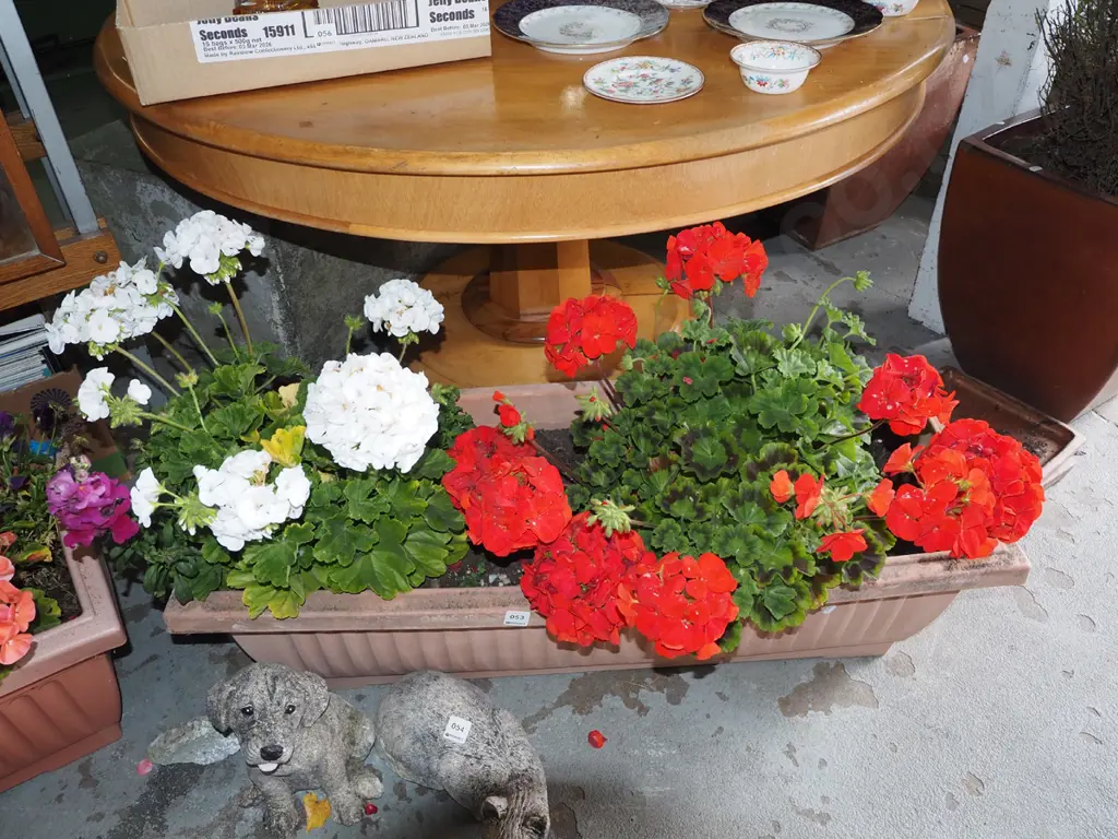 geraniums in plastic planter Planter L910 Image 1++