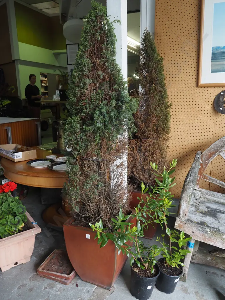 2x conifer in orange glazed rectangular planters with drip trays - plant condition questionable Planter H440 Image 1++