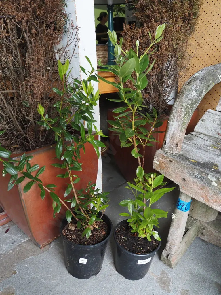 2x potted pohutukawa Image 1++