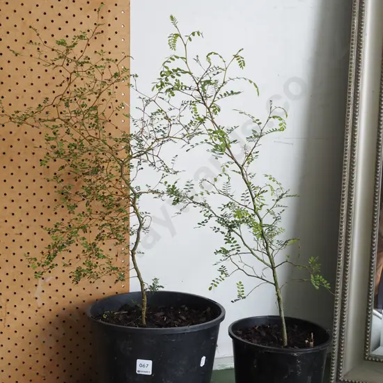 2x potted kowhai