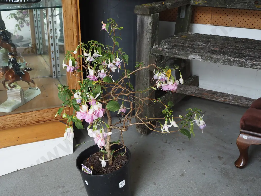 potted fuschia Image 1++