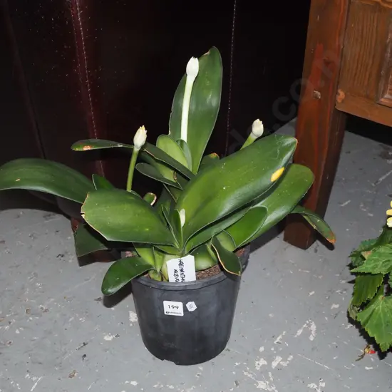 potted haemanthus labiblfos - paint brush lily