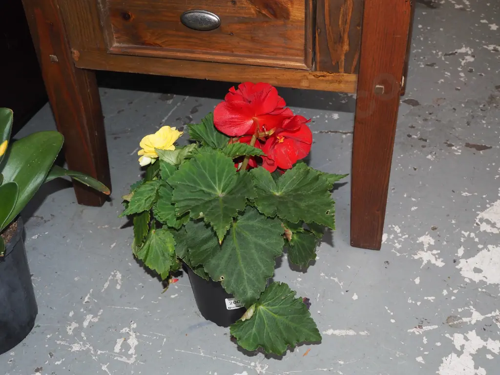 potted yellow and red begonias Image 1++
