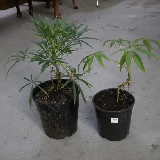 2x potted hellebores